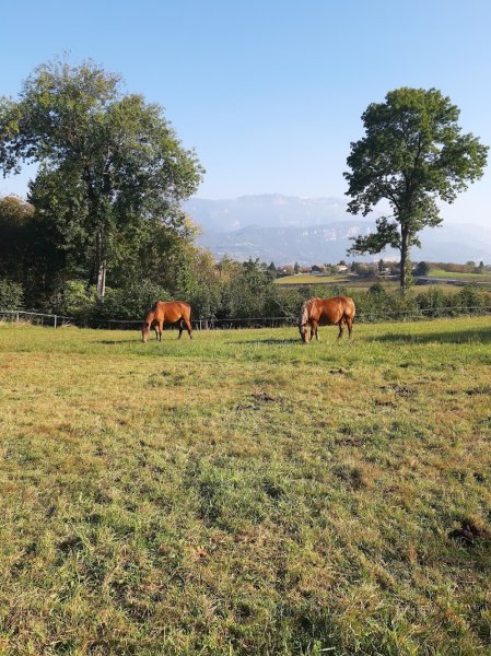 Médiation équine Les écuries de Charauze - photo 3