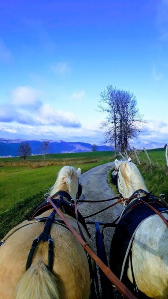 Les chevaux d'Az - photo 1