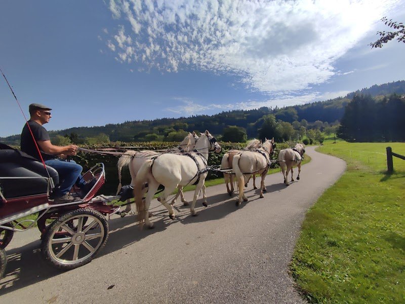 Les chevaux d'Az - photo 2