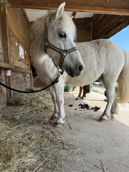 Haras du Valentier - photo 1