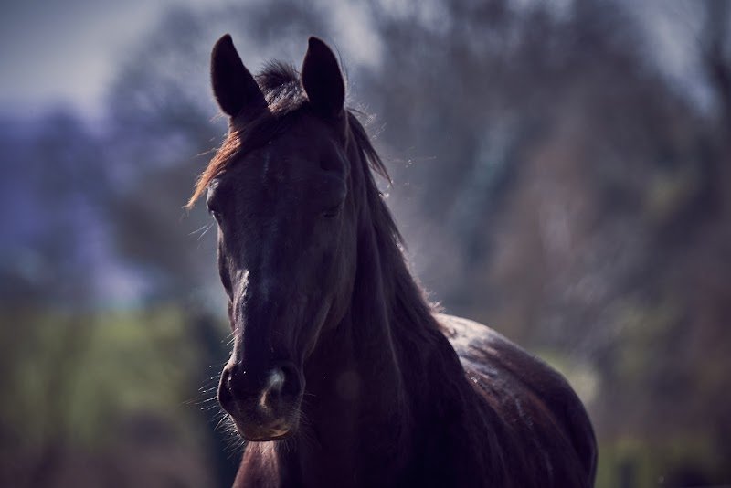 Haras du Valentier - photo 2
