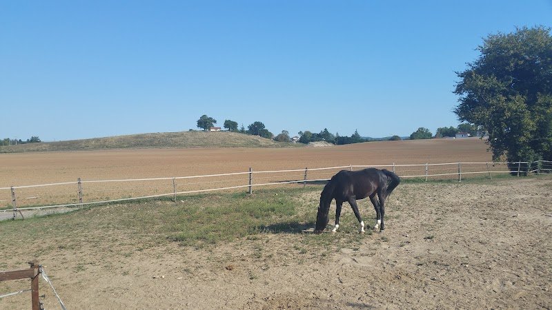 Ecurie du Petit Prince
