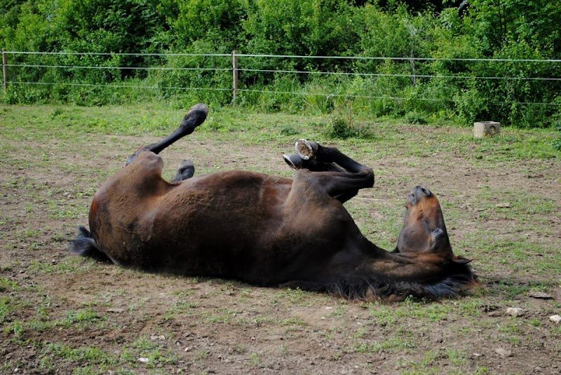 écurie de la Passerelle - photo 3