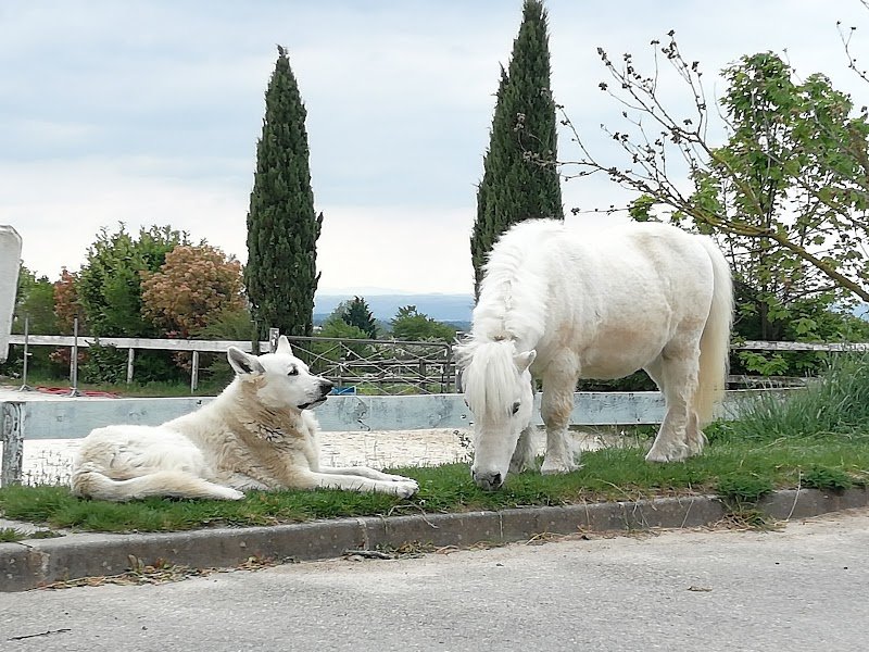 Poney club HARLAND - photo 3