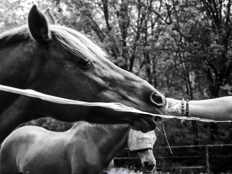 Chanou Patrick Centre equestre de Montfort - photo 1