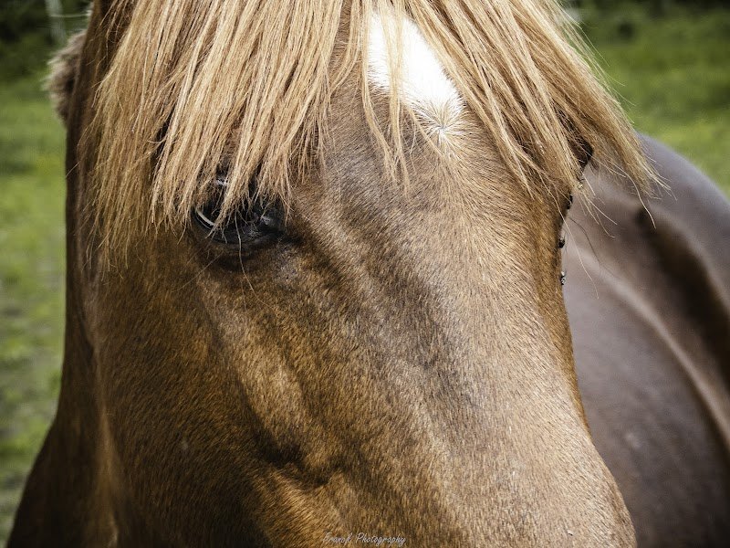 Chanou Patrick Centre equestre de Montfort - photo 2