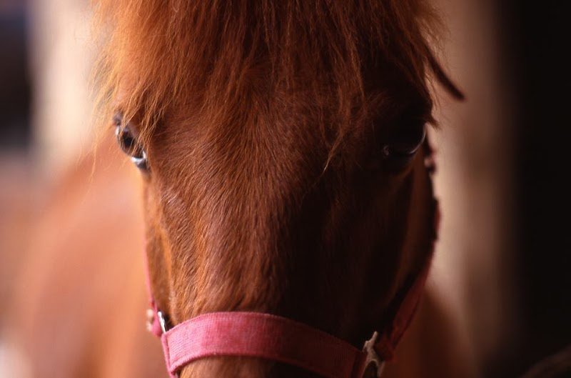Centre Equestre La Cavalcade - photo 1