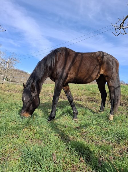 Requet Nadège - Ecurie ALMAE - photo 2