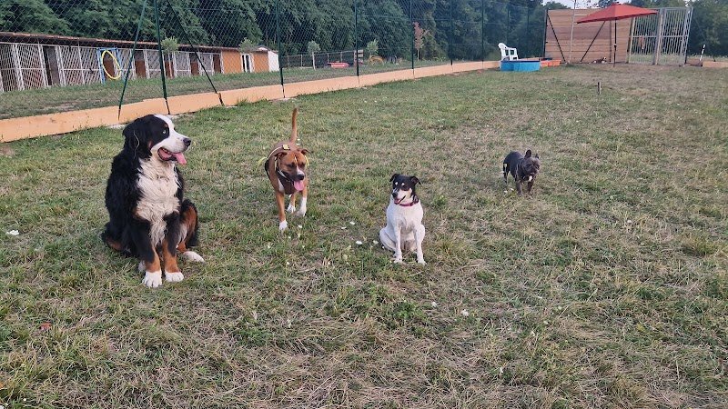 Pension et Elevage du cœur de Belledonne - photo 2