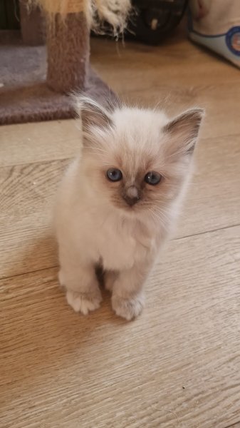 Pension et Elevage du cœur de Belledonne - photo 3