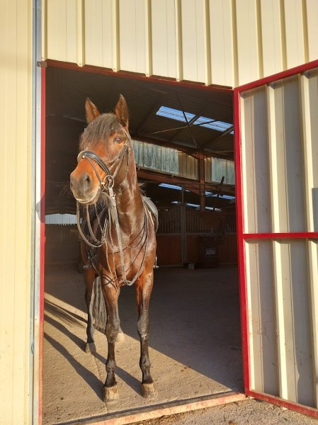 Écurie de Coise - photo 2