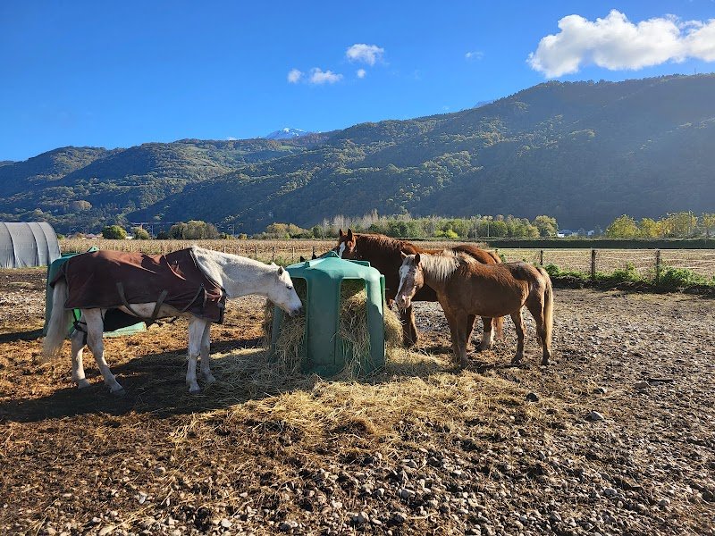 Association Cheval mon Ami - photo 1