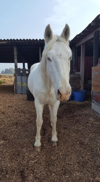 Association Cheval mon Ami - photo 2