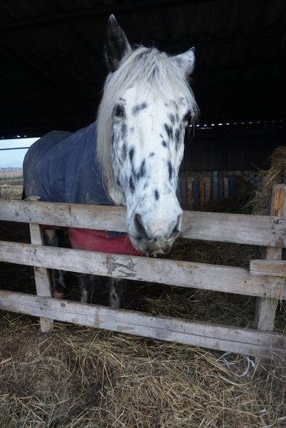 Association Cheval mon Ami - photo 3