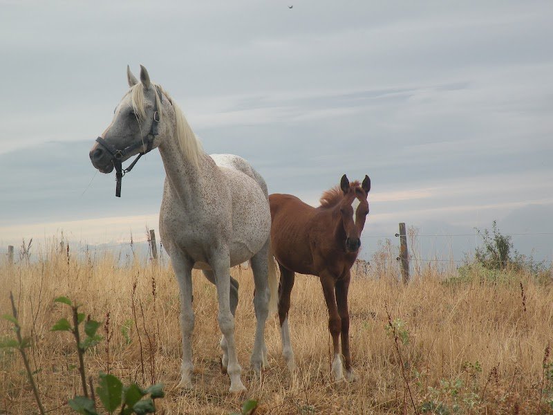 Les Ecuries des Peupliers - photo 3