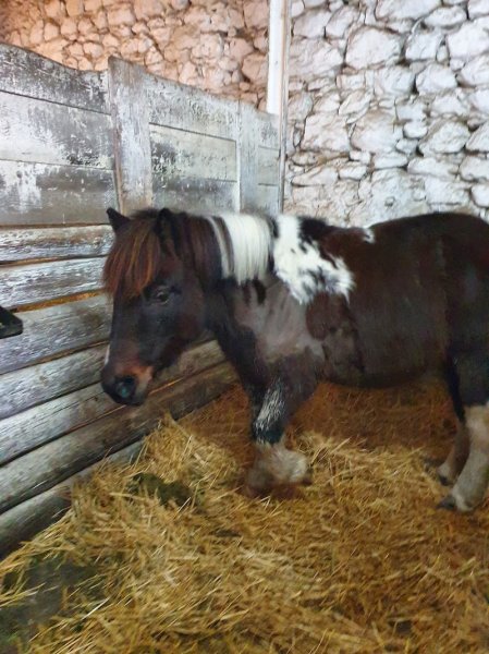 Centre Equestre du Saint Eynard - photo 2
