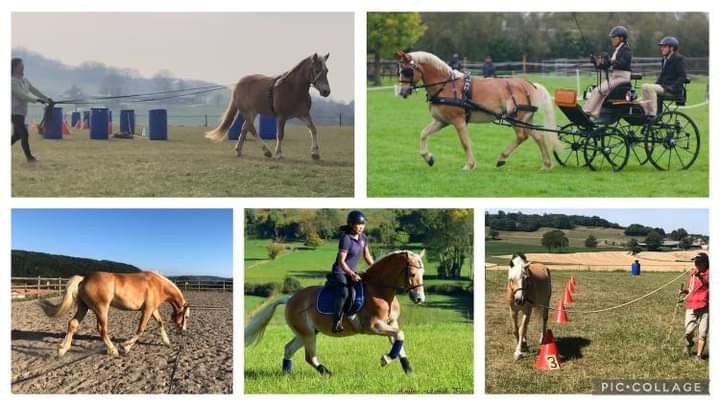 Les Écuries Dauphinoises - photo 1