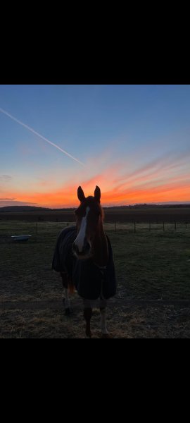 Les Écuries de la combe - photo 2
