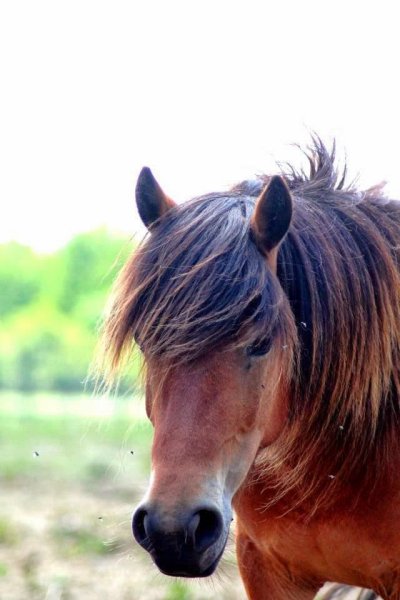Ferme équestre les chevaliers - photo 1