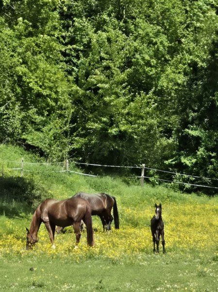 CENTRE EQUESTRE DU MOULIN ET ELEVAGE D - photo 3
