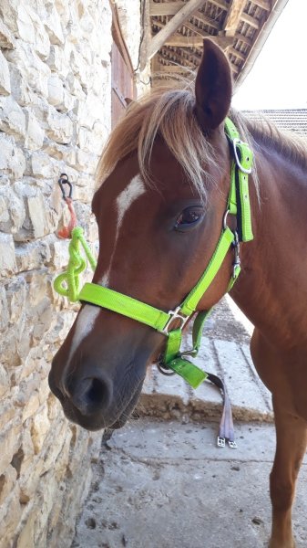 Domaine Equestre de By - photo 1