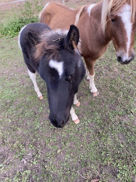 Domaine Equestre de By - photo 3