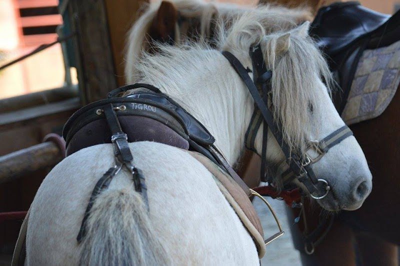 Poney Club de l'Etang