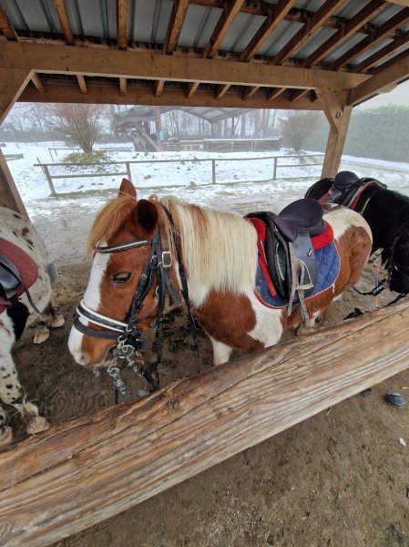 Poney Club de l'Etang - photo 3