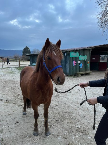 Poney Club la Rebatiere - photo 2