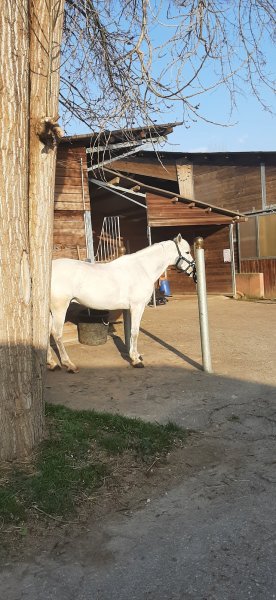 Centre Equestre Richard S. - photo 2