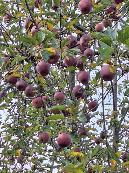 centre équestre Second Souffle, écuries Mesas - photo 2