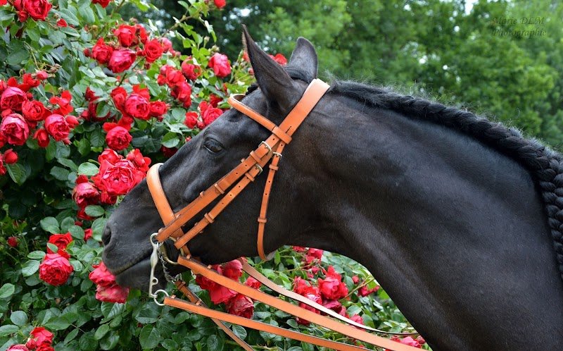 Ecurie DLM - photo 1