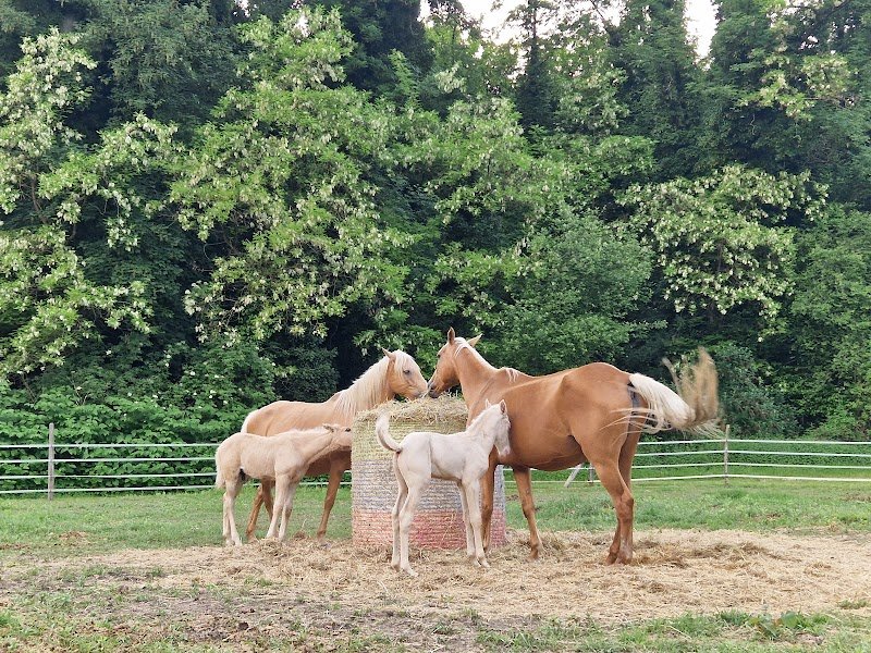 Les Chevaux du Guiers - photo 1