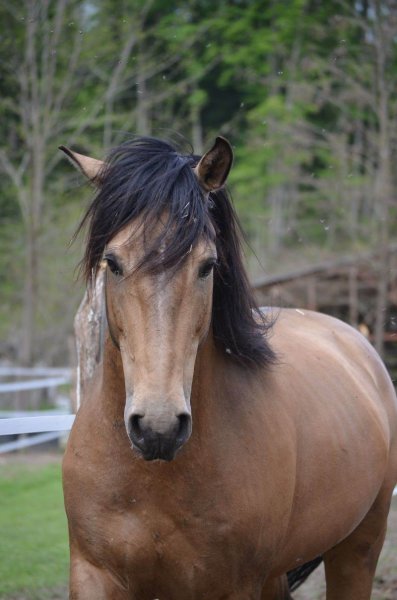 Les Chevaux du Guiers - photo 2