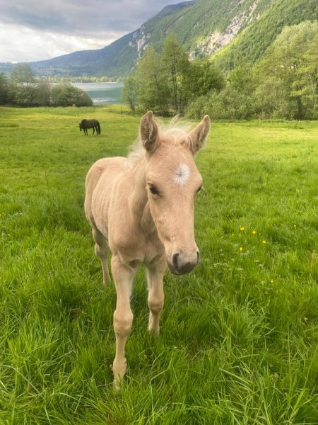 Les Chevaux du Guiers - photo 3