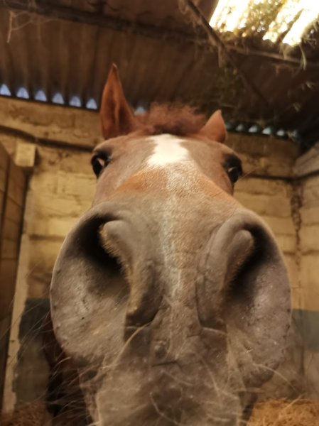 Les écuries des sablons - photo 2