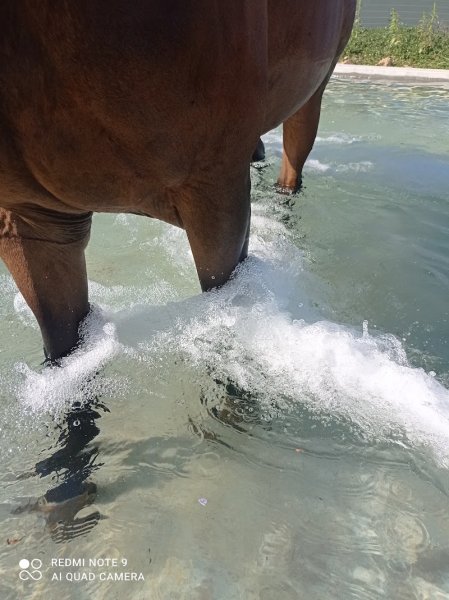 Ecurie du murinais balneotherapie equine - photo 2