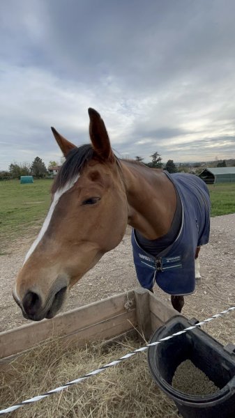 Ecurie Julia Blondel - photo 3