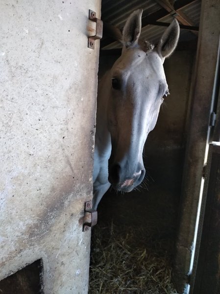 Ecurie Roche - photo 2