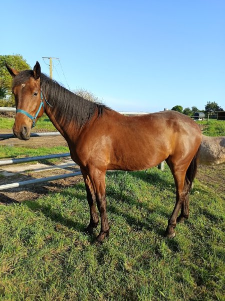 Ferme équestre de Saint Sauveur - photo 2