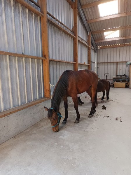Ferme équestre de Saint Sauveur - photo 3