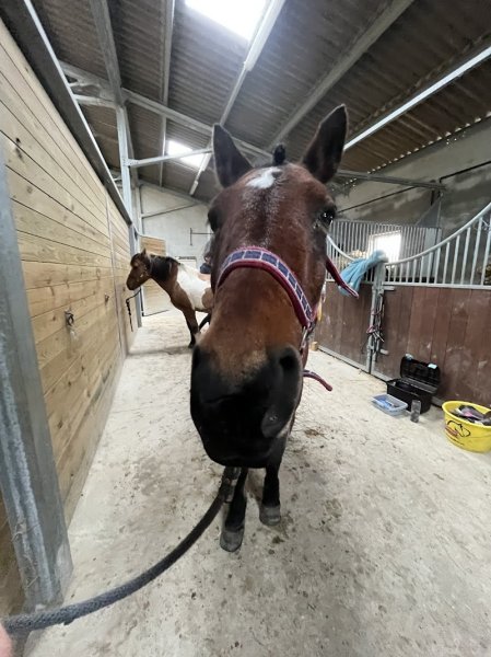 Centre Equestre de Condrieu - photo 1