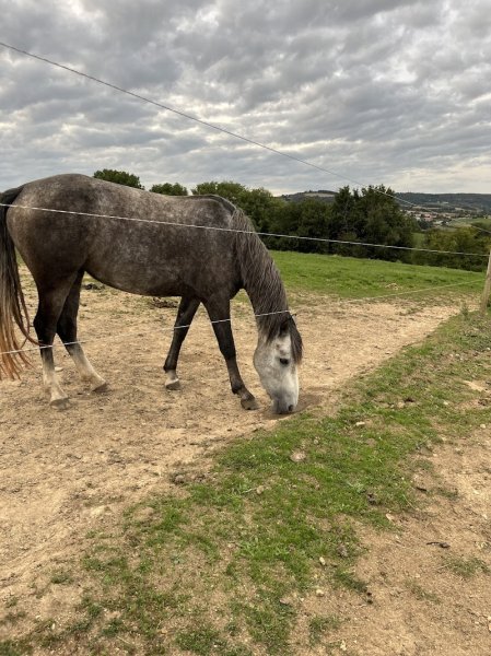 Centre Equestre de Condrieu - photo 3