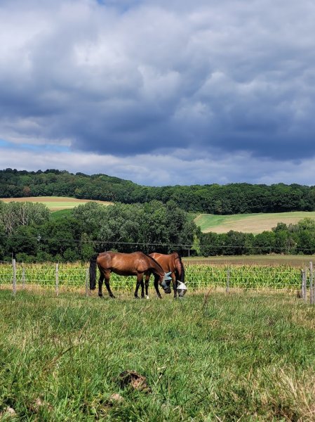 Écurie active, pension stabulation et boxe. Écuries de la Valaine - photo 1