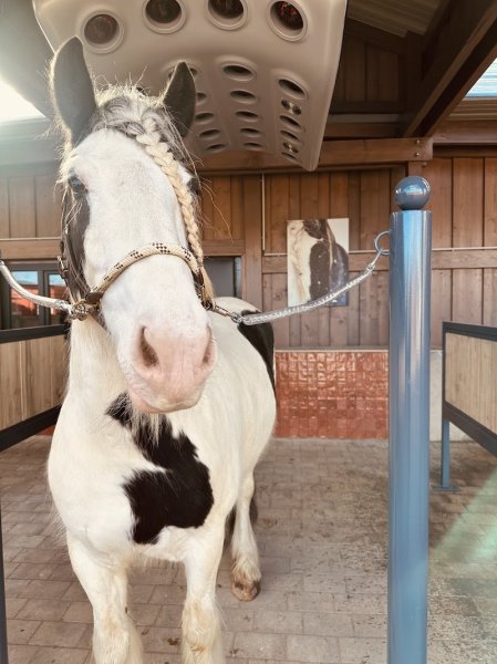 Écurie active, pension stabulation et boxe. Écuries de la Valaine - photo 3