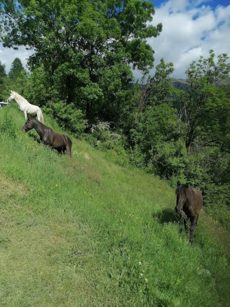 Soi EQUESTRE - photo 3