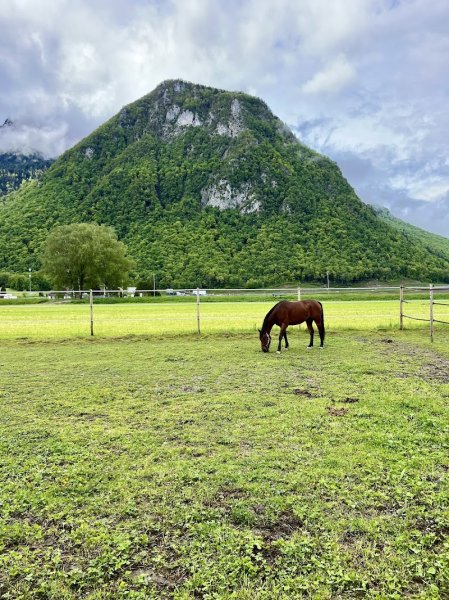 Ecurie de la Praille, pension pour chevaux - photo 2