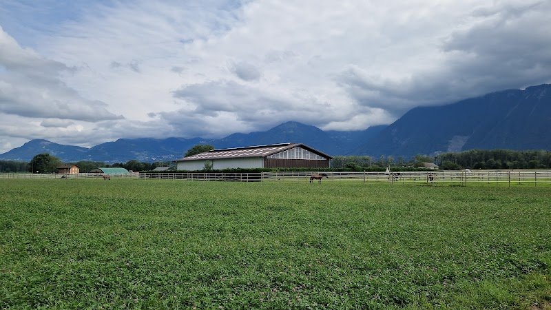 Ecurie de la Praille, pension pour chevaux - photo 3