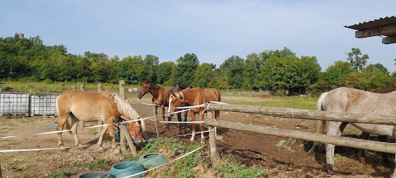 Écurie Horseland - photo 2