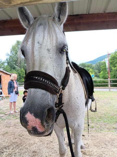 Écurie Horseland - photo 3